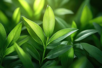 Obraz premium A close-up view of a healthy green plant with lush leaves, ideal for illustrations and designs