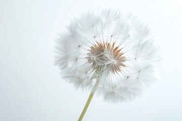 A close-up shot of a dandelion on a white background