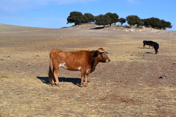 Rural spanish landscape with grazing cows in open fields. Bull farm in Spain