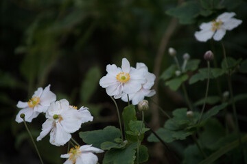 white flowers in the garden