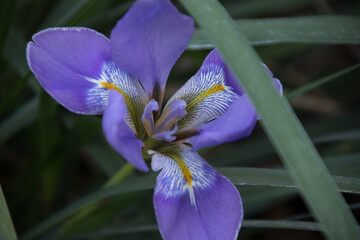 bright blue iris flower