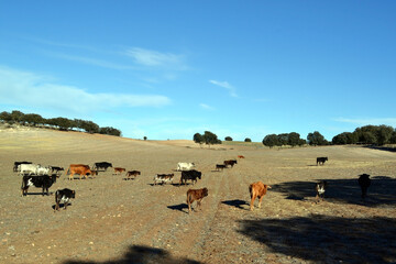 Obraz premium Rural landscape with cattle grazing in spanish countryside. Bull farm in Spain