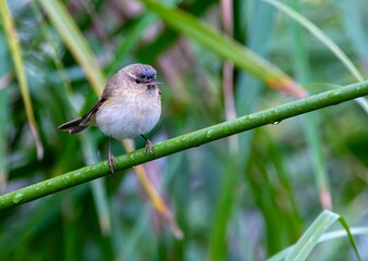 Iberian chiffchaff perched on a branch singing.
