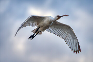 Eurasian Spoonbill flying with wings spread.