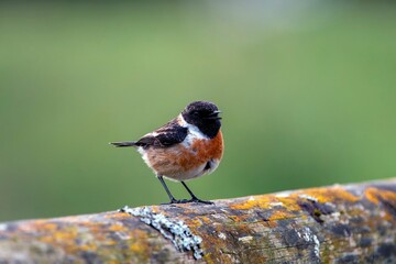 Male European Stonechat perched on a branch.