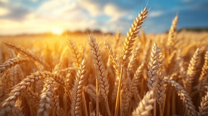 Fototapeta premium Golden Wheat Field at Sunset: A Harvest Symphony