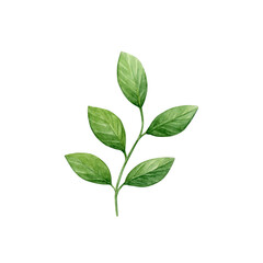 Watercolor of branch. Green lemon leaves hand painted on a white background. Good for postcards, recipes, menu, invitations, greeting cards