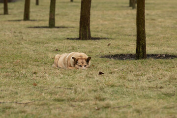 A relaxed dog rests on the soft grass in a serene park, surrounded by trees. The early morning...