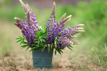 Vibrant purple lupines in a blue pot outdoors