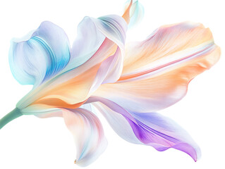 Fototapeta premium Pastel colored lily flower, isolated on black background.
