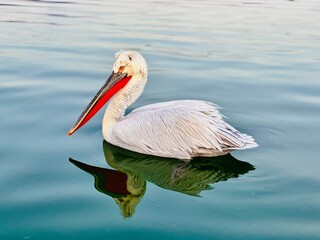 pelican on the lake reflected in the water