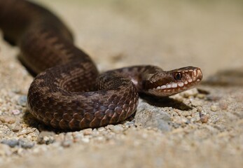 European adder