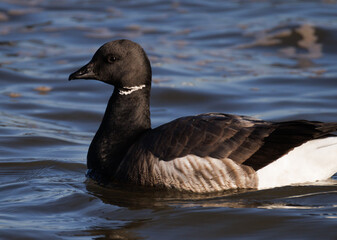 canada goose branta canadensis