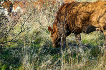 A brown cow is grazing peacefully in a sunny meadow filled with tall grass and small shrubs. The...