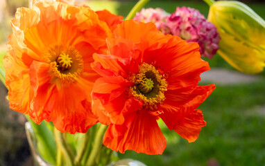 Orange poppy flowers in blossom close up in sun lights