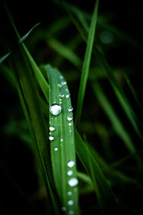 dew on grass