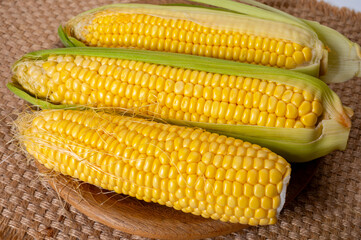 Fresh yellow ripe sweet raw corn, sugar corn or pole corn, variety of maize, uncooked