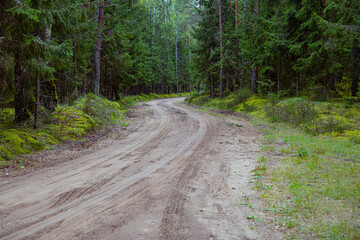 Obraz premium Gravel road in pine forest of Lithuania - summer season