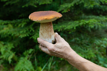 Holding huge Boletus edulis mushroom in a hand