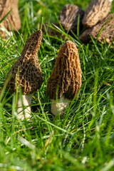 Growing wild spring mushrooms morchellas or true morels edible sac fungi for gourmet cooks, in Catalan and French cuisine, in green grass, harvest on morels in spring