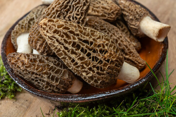 Raw spring mushrooms morchellas or true morels edible sac fungi for gourmet cooks, in Catalan and French cuisine