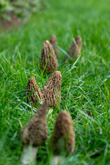 Obraz premium Growing wild spring mushrooms morchellas or true morels edible sac fungi for gourmet cooks, in Catalan and French cuisine, in green grass, harvest on morels in spring