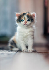 portrait of a cute fluffy tricolor kitten sitting in a room on the floor