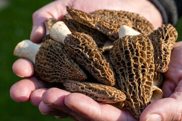 Cultivation of spring mushrooms morchellas or true morels edible sac fungi for gourmet cooks, in Catalan and French cuisine, worker's hands with raw morels mushrooms