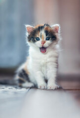 portrait of cute fluffy kitten sitting on floor in room gaping mouth