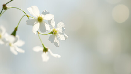 Obraz premium Delicate spring flowers in backlit sunlight, blurred background