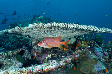 pesce scoiattolo spinoso, Sargocentron spiniferum, sotto un corallo a tavola del genere acropora