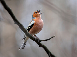 bird chaffinch male singing in park sitting on tree branch