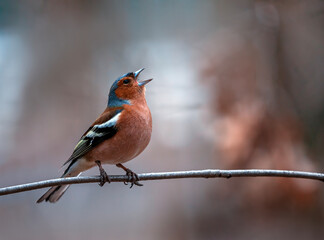 bird male chaffinch singing in spring forest sitting on tree branch