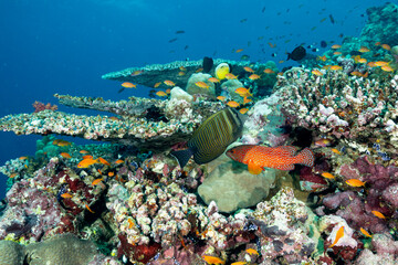 Cernia africana, Cephalopholis taeniops e Pesce chirurgo puntinato indiano, Zebrasoma desjardinii, sulla barriera corallina © Massimo