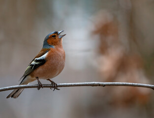 bird chaffinch male singing in spring park sitting on branches
