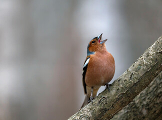 bird male chaffinch singing in spring forest sitting on tree