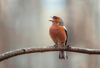 bird male chaffinch singing in spring forest sitting on tree