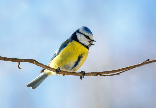 blue tit bird singing in spring park against blue sky