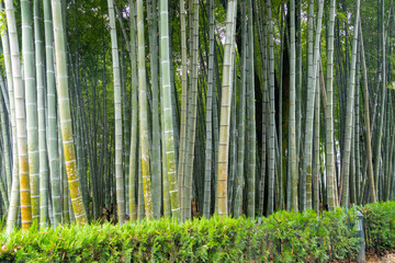 Fototapeta premium bamboo park, a grove of green bamboo trunks in Georgia
