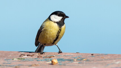 great tit on a branch