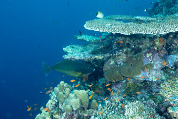 Pesce chirurgo, Naso hexacanthus, sotto dei coralli a tavola del genere acropora