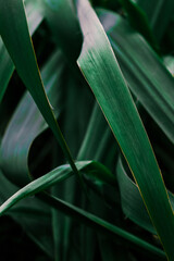 Obraz premium Close-up of long, green leaves with a smooth texture and sharp edges. The dark, blurred background highlights the rich green hues and natural patterns, creating a fresh, organic atmosphere.