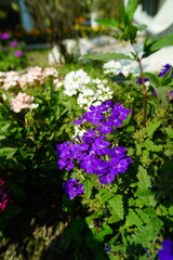 purple flowers in the garden