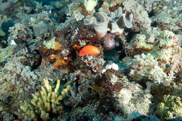 Cernia tropicale, Cephalopholis hemistiktos, sulla barriera corallina 