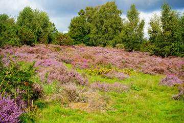 Purple heather growing in the English countryside