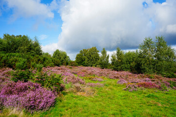 Purple heather growing in the English countryside
