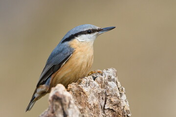 Common bird Sitta europaea aka Eurasian nuthatch perched on dry trunk. Nature of Czech republic.