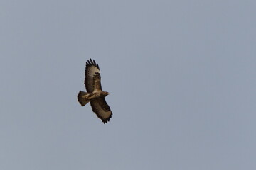 Bird of prey Buteo buteo aka common buzzard is flying over the field and hunting. Very common bird of prey in Czech republic.	