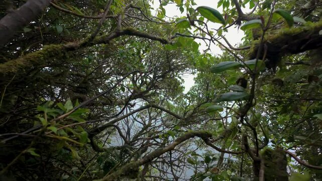 Looking up at Monteverde cloud forest in Costa Rica. The camera pulls backwards through vegetation and branches and trees. Slow motion. 