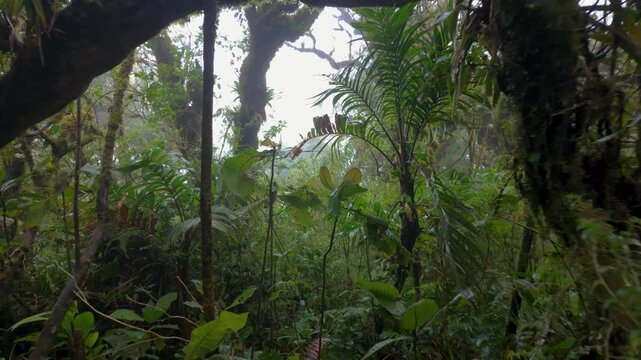 Misty Jungle Canopy in Monteverde Cloud Forest on a windy rainy day, Costa Rica, Slow motion